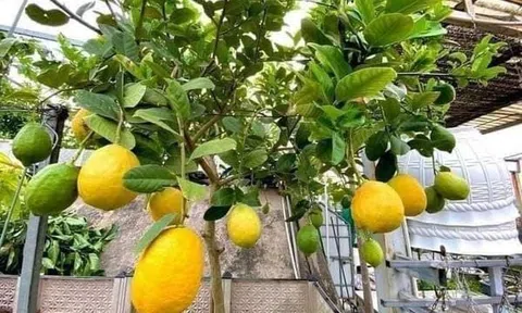 Xanh hóa bắt đầu từ nghiên cứu và phát triển giống cây trồng