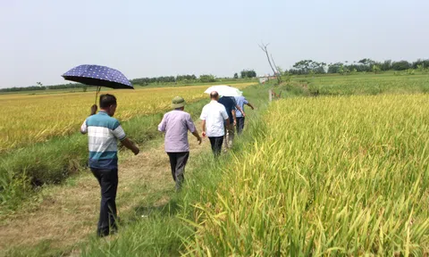 Dấu chân người làm xanh hóa cánh đồng - Nơi hội tụ lúa, rươi, cua, cáy ở cánh đồng (Bài 4)