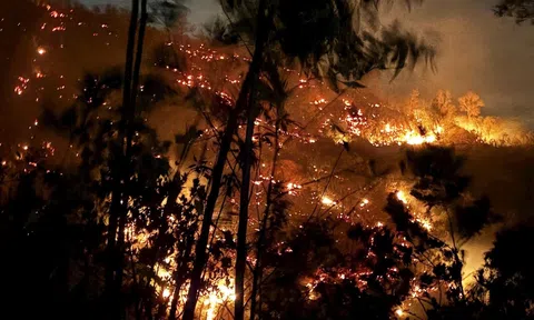 Thảm họa cháy rừng: Lời cảnh báo từ thiên nhiên đến con người