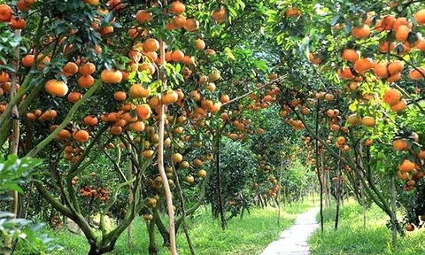 Tiềm năng và thách thức khi khởi nghiệp từ nông nghiệp