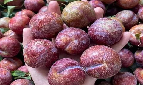 Vị ngọt lịm của Mận Hậu trên cao nguyên Mộc Châu (Sơn La)