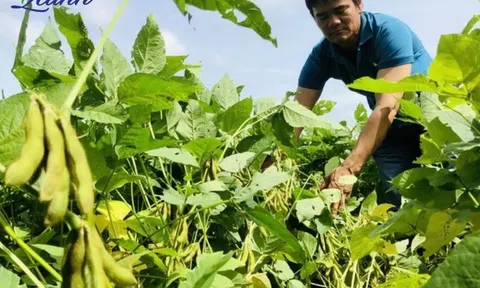Phát triển nông nghiệp hữu cơ chìa khoá của cách mạng xanh