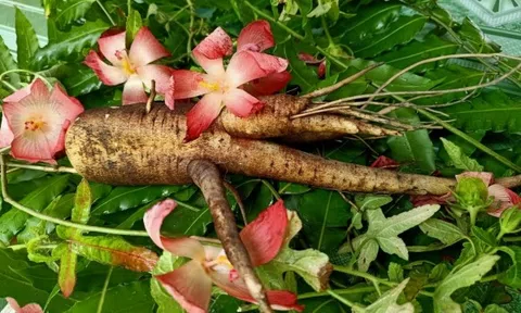 Sâm “tiến vua” - Thần dược của thiên nhiên