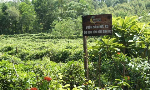 Nông nghiệp xanh với những giá trị lợi ích trước mắt và lâu dài