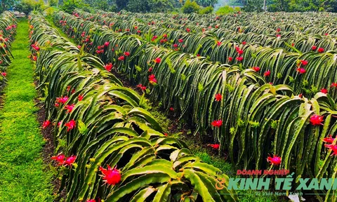Bí quyết đưa trái thanh long Sơn La vươn ra thế giới