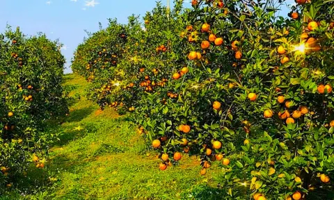 Hoà Bình: Điểm nhấn ấn tượng về tăng trưởng kinh tế xã hội năm 2024