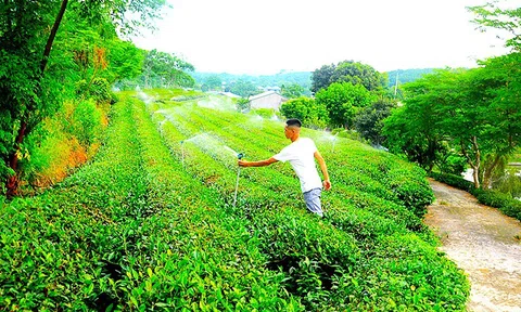 Nhiều mô hình nông nghiệp hay, góp phần xây dựng nông thôn mới ở Yên Sơn