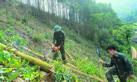 Tuyên Quang tập trung cao độ hoàn thành kế hoạch trồng rừng 2024 và sẵn sàng cho vụ mới