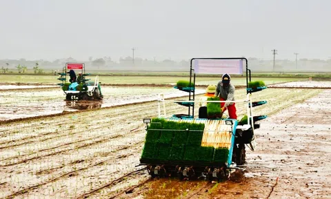 Tỉnh Hà Nam nỗ lực tăng năng suất, chất lượng sản phẩm nông sản trong vụ Xuân 2025