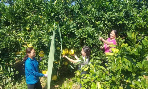 Khởi nghiệp từ các mô hình phát triển kinh tế nông nghiệp ở vùng cao Hà Giang