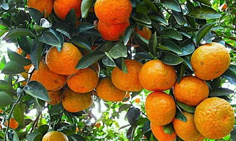 Hà Giang: Chú trọng phát triển nông nghiệp hữu cơ bền vững