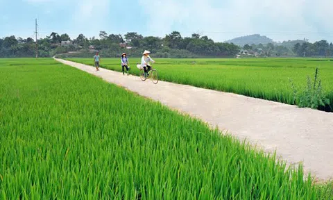 Cánh đồng sạch dẫn lối nông thôn mới Hà Nam đang thay da đổi thịt