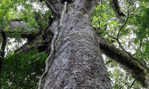 Quần thể thông hai lá dẹt tại Vườn quốc gia Bidoup – Núi Bà trở thành Cây di sản Việt Nam