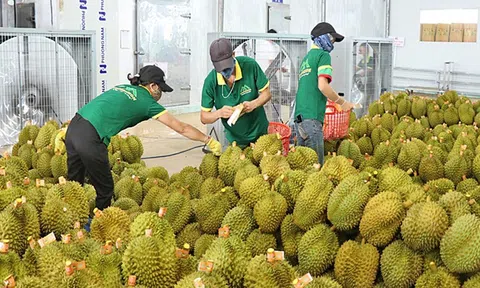 Phó Thủ tướng chỉ đạo xử lý thông tin về “chất vàng O” trong sầu riêng