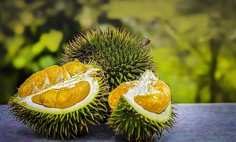 Gần 1.000 mã số cấp mới, sầu riêng Việt rộng cửa vào thị trường Trung Quốc