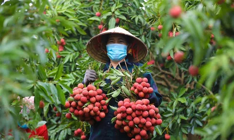 Vải thiều sớm Bắc Giang vào vụ