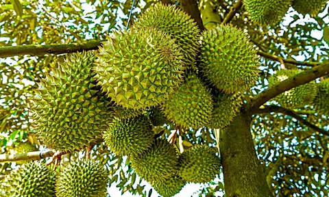 Cục Hải quan yêu cầu đẩy nhanh thủ tục xuất khẩu sầu riêng