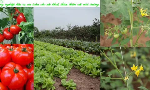 Nông nghiệp Bắc Ninh – Từ cánh đồng xanh đến tương lai bền vững