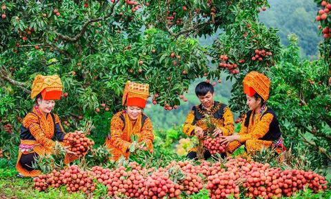 Bắc Giang tổ chức chương trình "Vải thiều Lục Ngạn-Tinh hoa trái cây Việt"