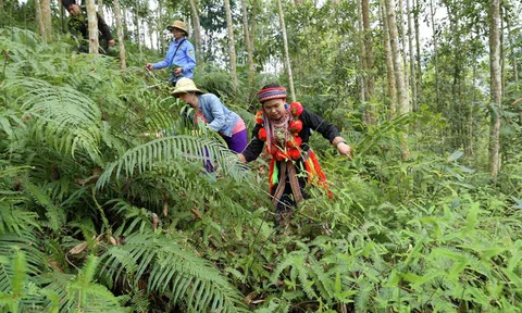 Tuyên Quang quyết tâm trở thành khu lâm nghiệp công nghệ cao