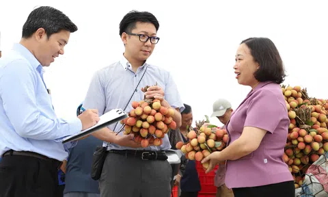Vải thiều Hải Dương khẳng định tiêu chuẩn Nhật Bản