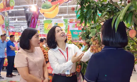 Vải thiều Thanh Hà vào siêu thị Hải Phòng, mở rộng thị trường tiêu thụ nông sản