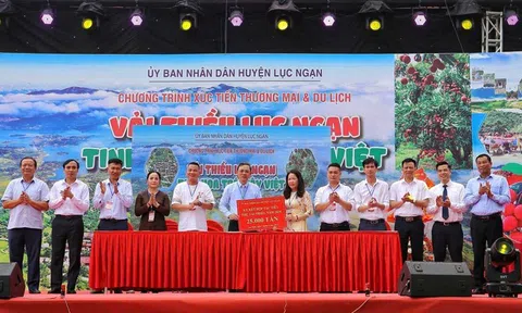 Xúc tiến tiêu thụ vải thiều Lục Ngạn năm 2025