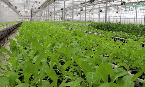 Hà Nội đẩy mạnh cấp mã số vùng trồng