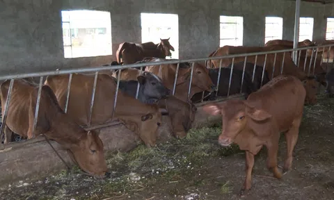 Thái Bình: Sản lượng thịt trâu, bò hơi xuất chuồng tăng trong quý 1/2025