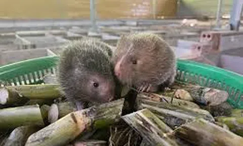 Biến nuôi dúi thành chuỗi giá trị xanh ở nông thôn