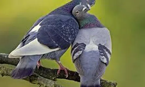 Người nông dân xứ Thanh bỏ phố về quê, nuôi bồ câu kiếm trăm triệu mỗi tháng