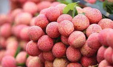 Bắc Ninh lập kỷ lục vụ vải thiều 2025: Sản lượng hơn 205.000 tấn, doanh thu 6.245 tỷ đồng