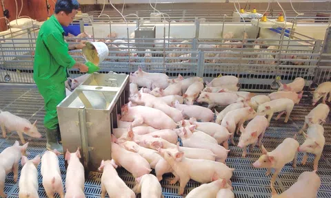 Nỗi lo mất cân đối từ dịch bệnh và thu hẹp quy mô sản xuất