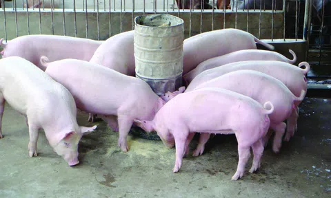 Thúc đẩy chăn nuôi theo hướng an toàn sinh học: Con đường nâng giá trị và hội nhập bền vững