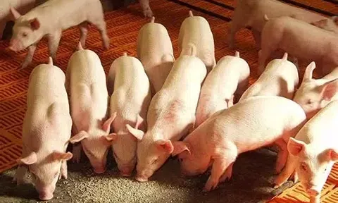 Chăn nuôi hữu cơ: Điểm sáng sinh kế bền vững giữa “tâm dịch”