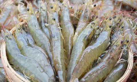 Tôm Việt Nam trước cơ hội “vàng” vươn tầm quốc tế