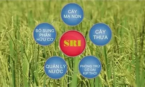 Hướng xanh cho đồng ruộng Hà Nội từ mô hình SRI kết hợp cơ giới hóa