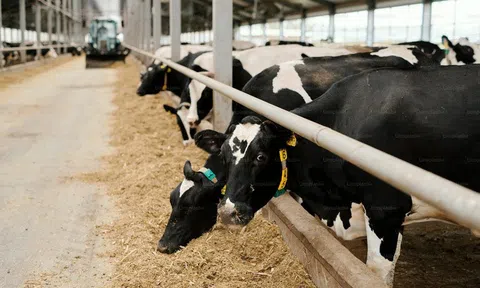 Giảm phát thải sinh học để thúc đẩy chăn nuôi xanh