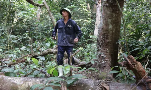 Chuyện về rừng lim xanh, báu vật trăm năm ở Thanh Hoá