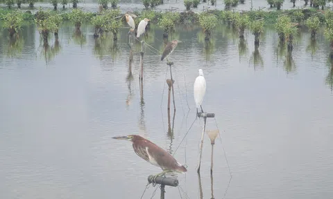 Thanh Hoá: Nhức nhối nạn bẫy chim, cò trên đồng sau mùa gặt