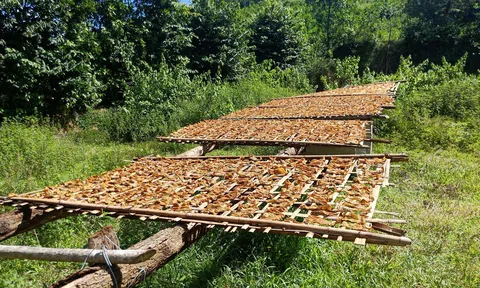 Độc đáo đặc sản măng khô Thanh Lâm