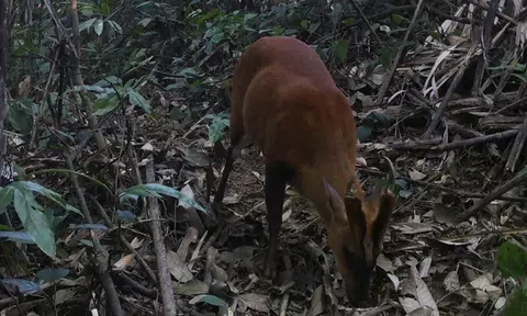 Một loài động vật quý hiếm vừa được phát hiện trong Khu bảo tồn thiên nhiên Pù Hu
