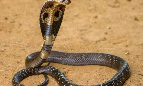 Cách sơ cứu khi bị rắn độc cắn