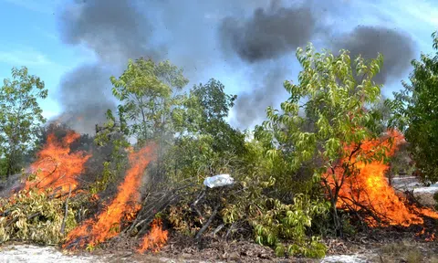 Hành vi đốt rừng liệu có bị truy cứu trách nhiệm hình sự ?