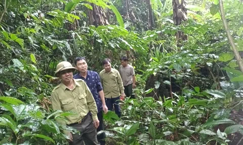 Nắng nóng kéo dài, tỉnh Thanh Hóa cảnh báo nguy cơ cháy rừng