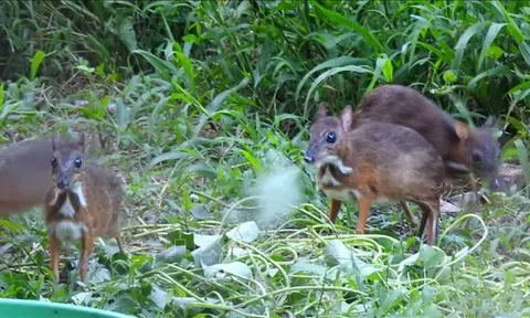 Vườn quốc gia Bến En: Bảo tồn loài Cheo Cheo quý hiếm