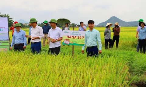 Hưng Nguyên (Nghệ An): Tín hiệu tích cực từ mô hình cánh đồng lớn liên kết sản xuất lúa chất lượng cao