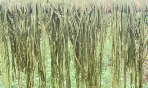 Phát triển cây gai xanh lấy sợi - Hướng đi mới chuyển đổi cây trồng tại Nghệ An