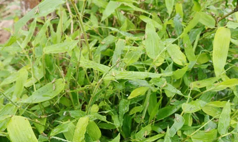 Châu chấu "đe dọa" hàng trăm ha cây mét ở Nghệ An