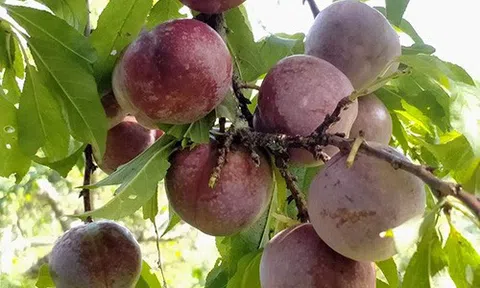 Kỳ Sơn (Nghệ An): Tìm đầu ra cho quả mận tam hoa